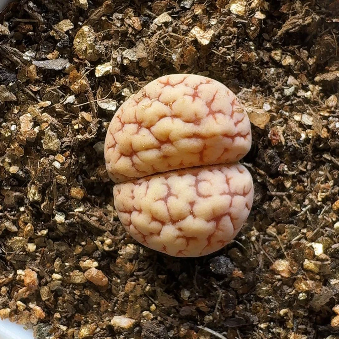 生石花23:：/。  109