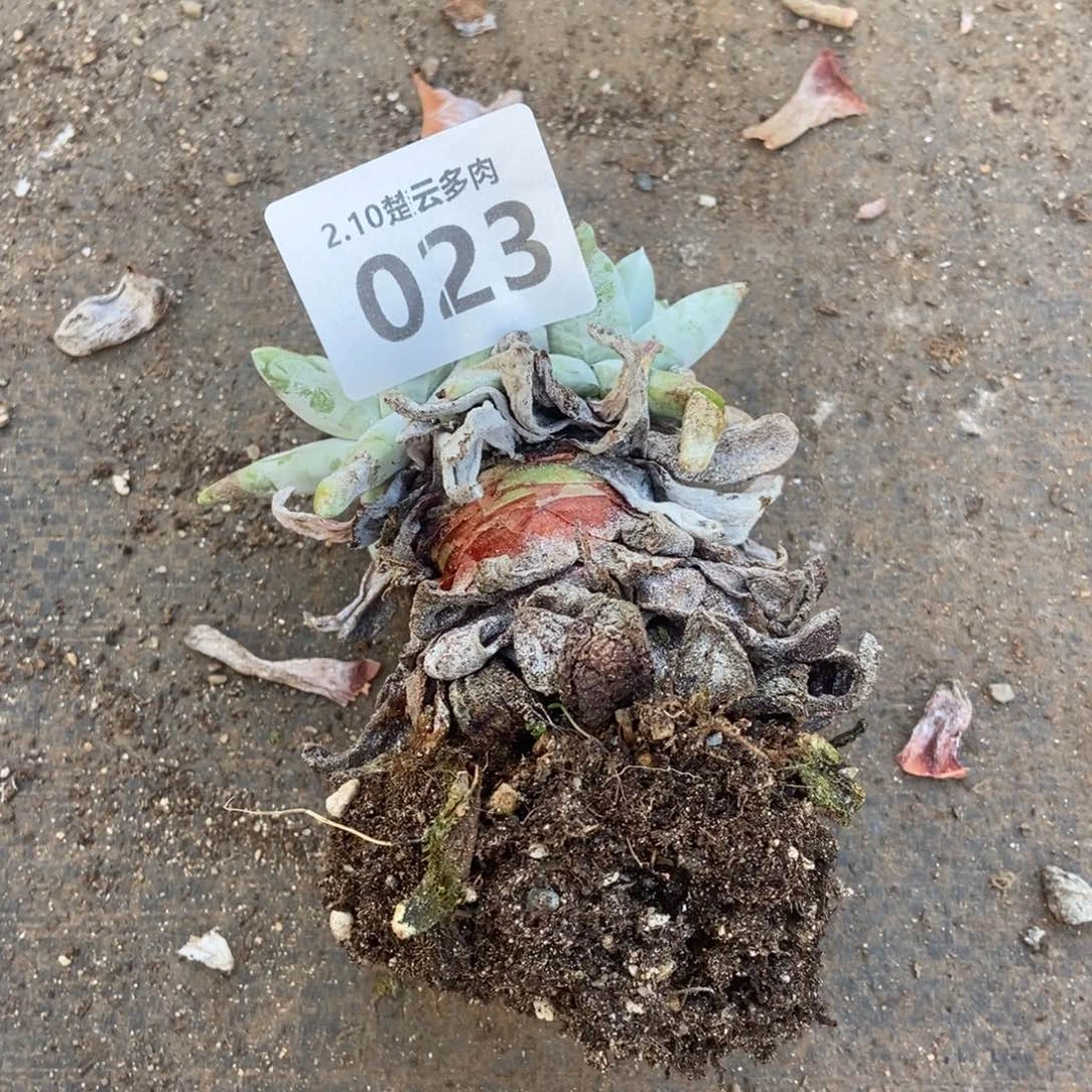 023多肉植物啦啦啦