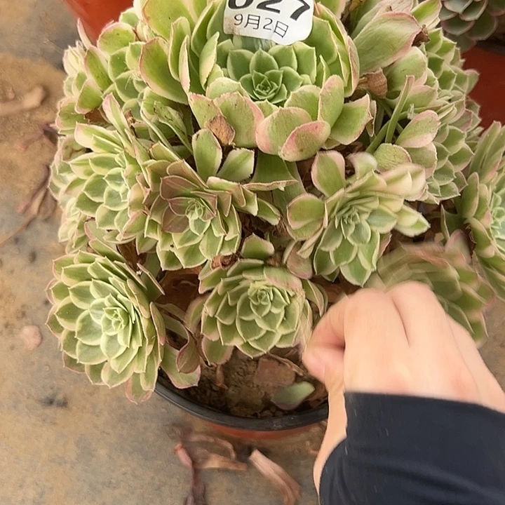 9.2-27孔雀翎多肉植物1