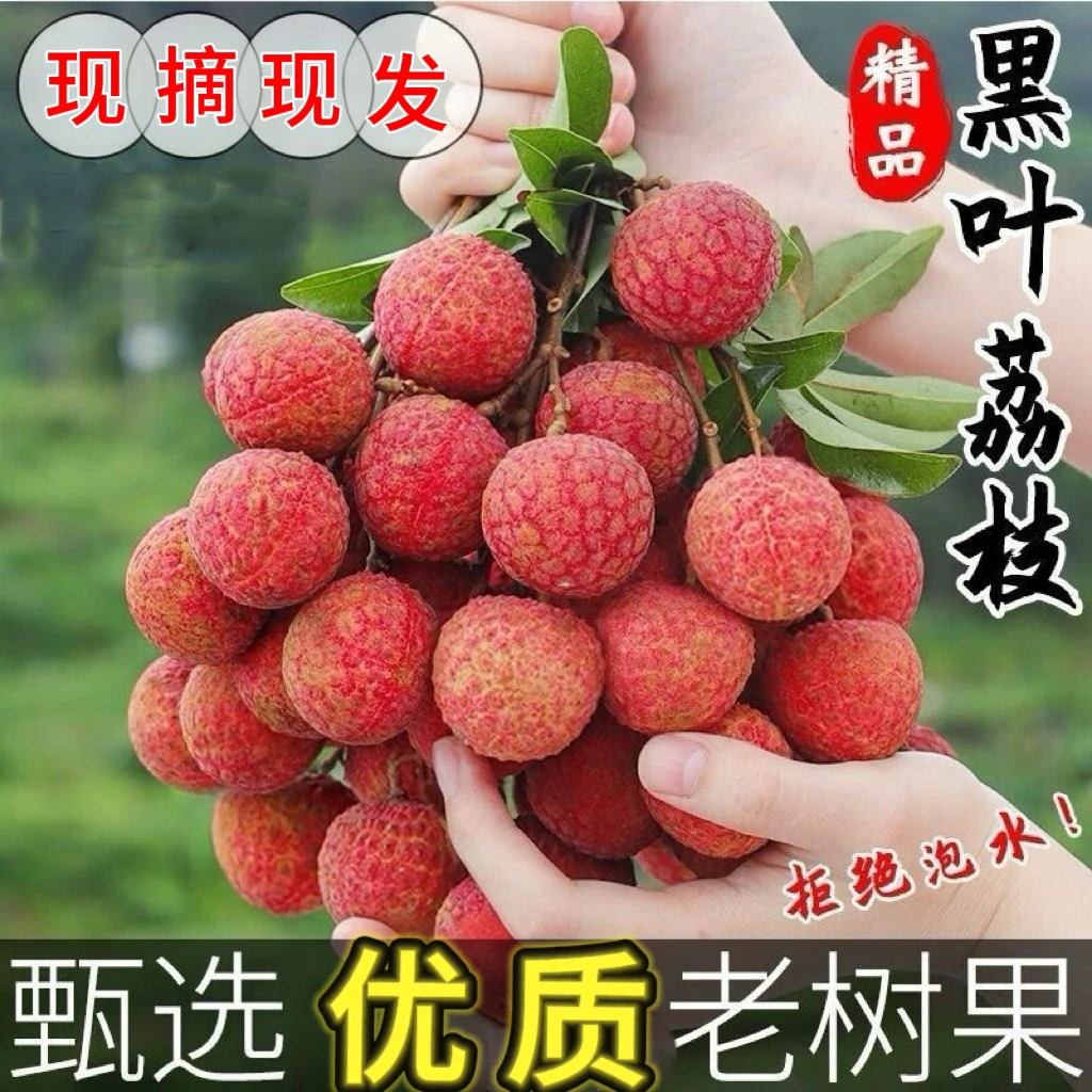当季新鲜现摘老树黑叶荔枝非白糖罂香甜可口皮薄肉厚冷链发货