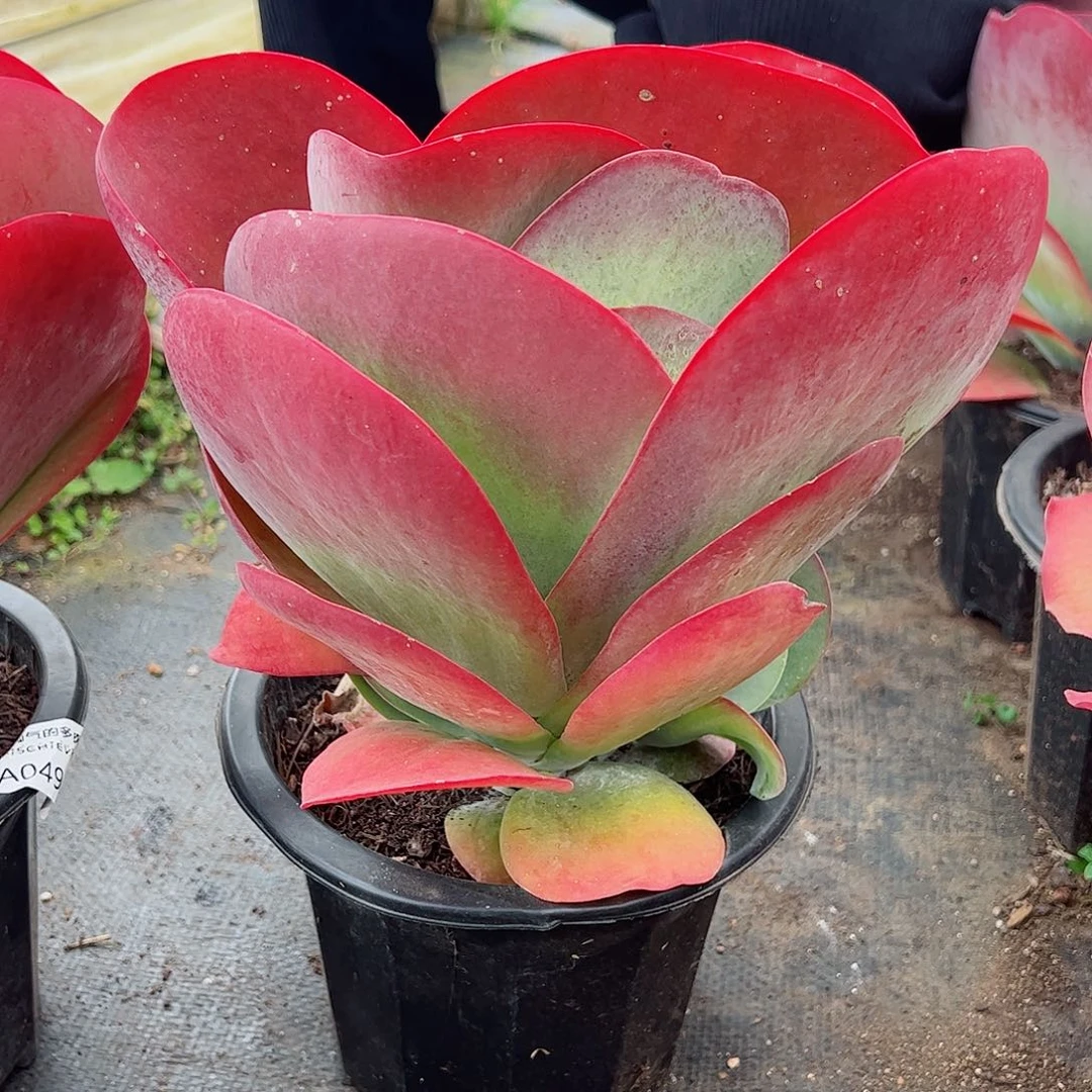 唐印大盆大单头多肉