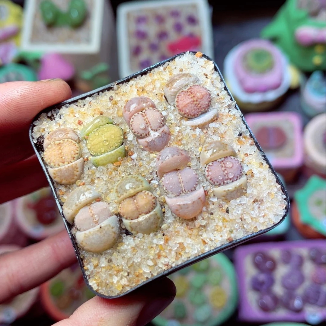 098生石花带盆发