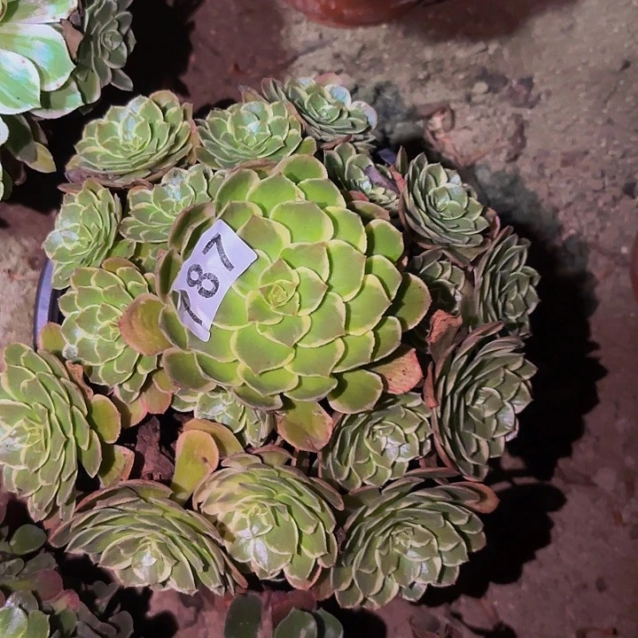 孔雀翎多肉植物不售后量拍