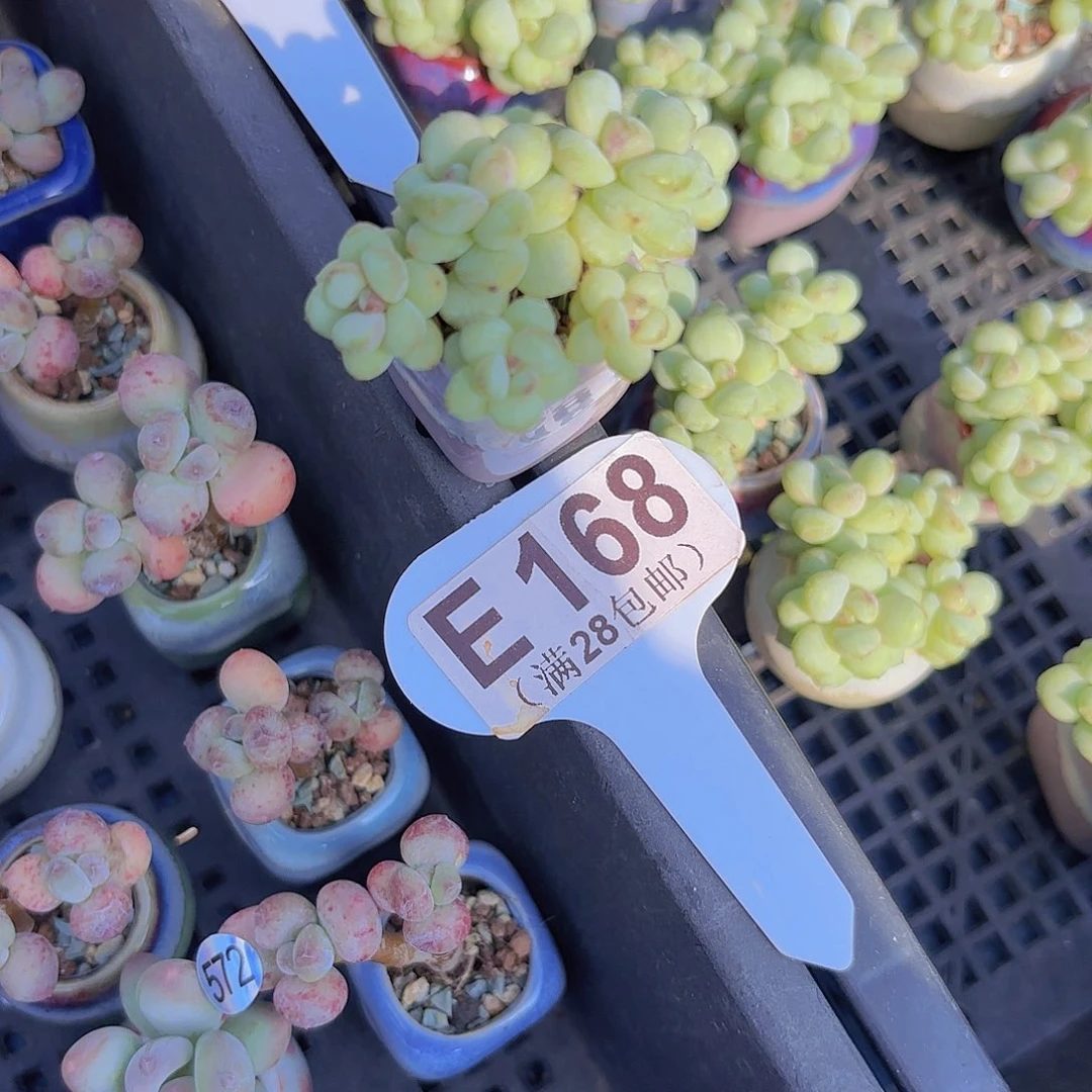 E168阳光玫瑰一物一拍