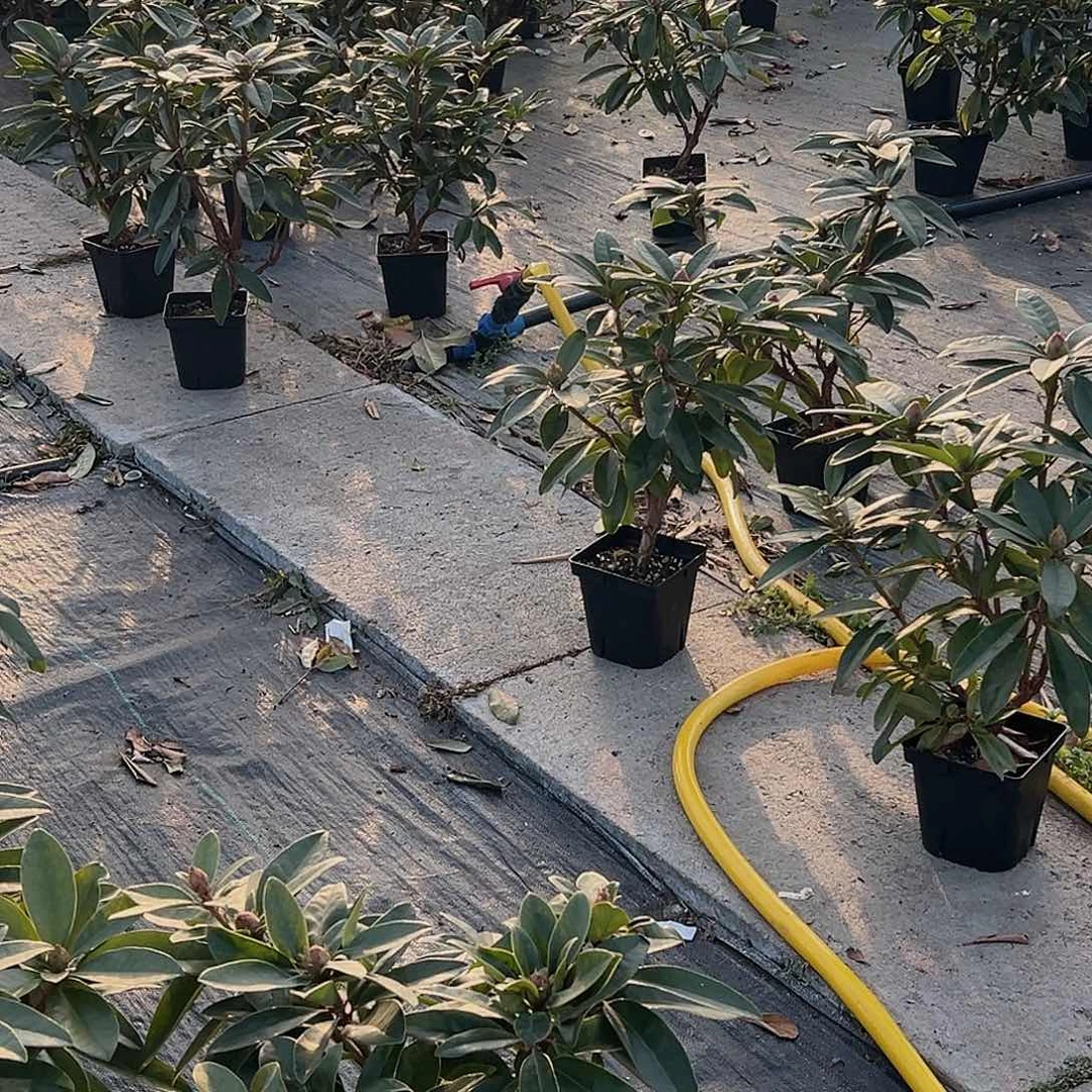 无花朵王子一加仑