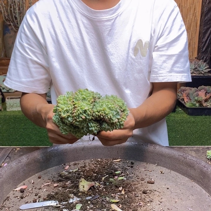 王****918 号白胖子多肉植物