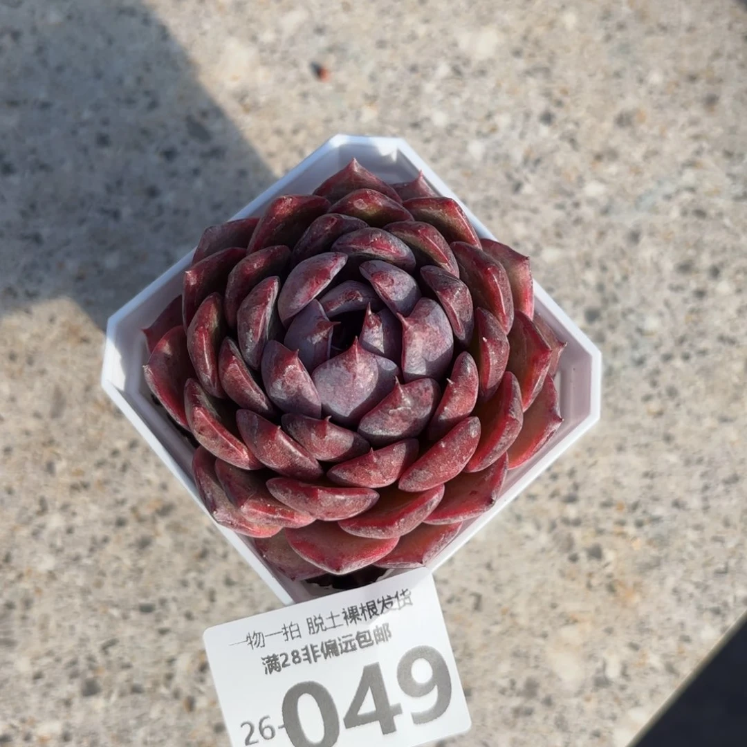 蓝莓多肉多肉多肉多