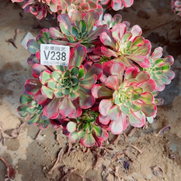 238冰激凌官府20左右2