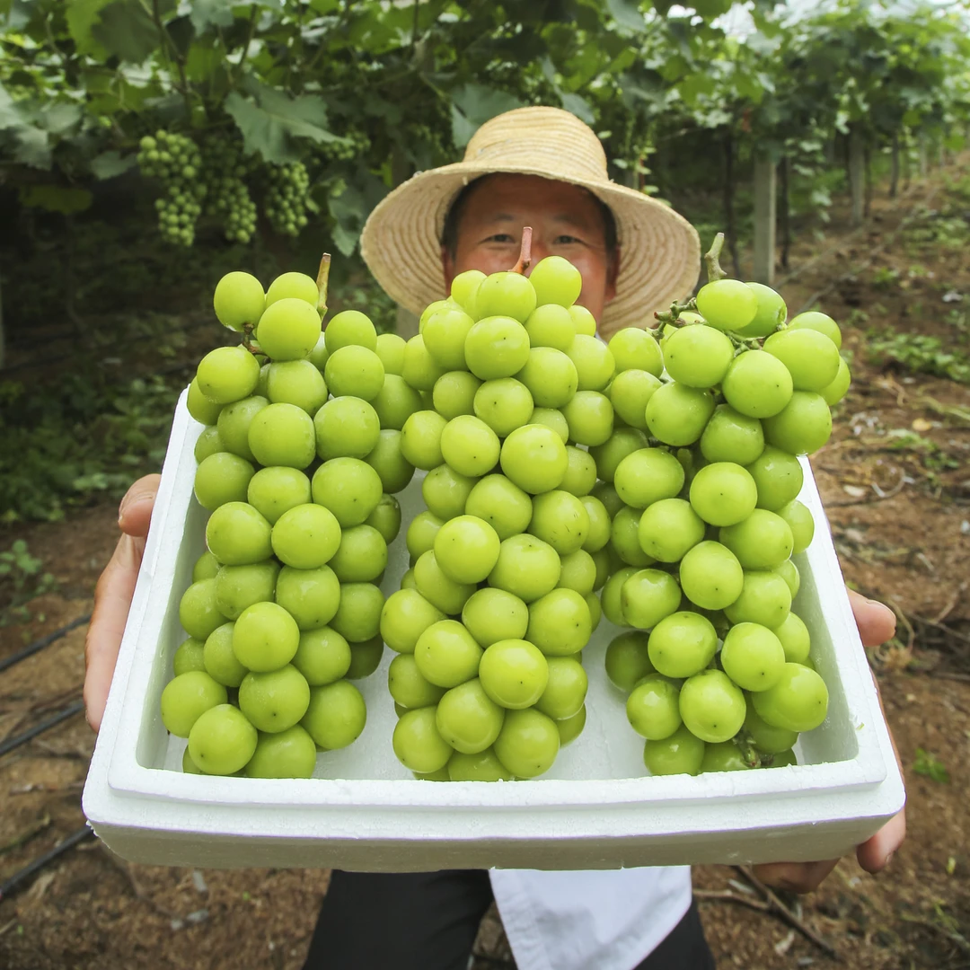 【顺丰包邮】阳光玫瑰葡萄晴王无籽青提新鲜采摘3斤装新鲜水果