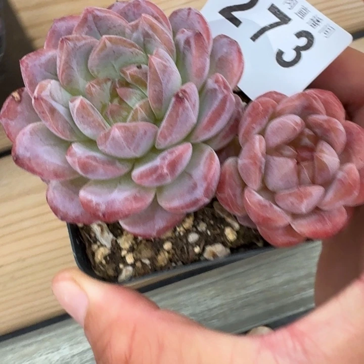 E****冰魄            多肉植物