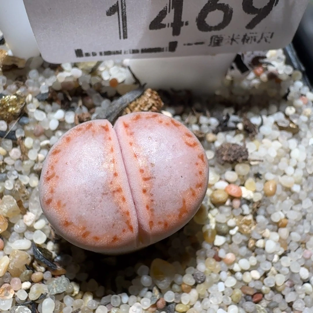 Z小黄车里去捡漏1469高特