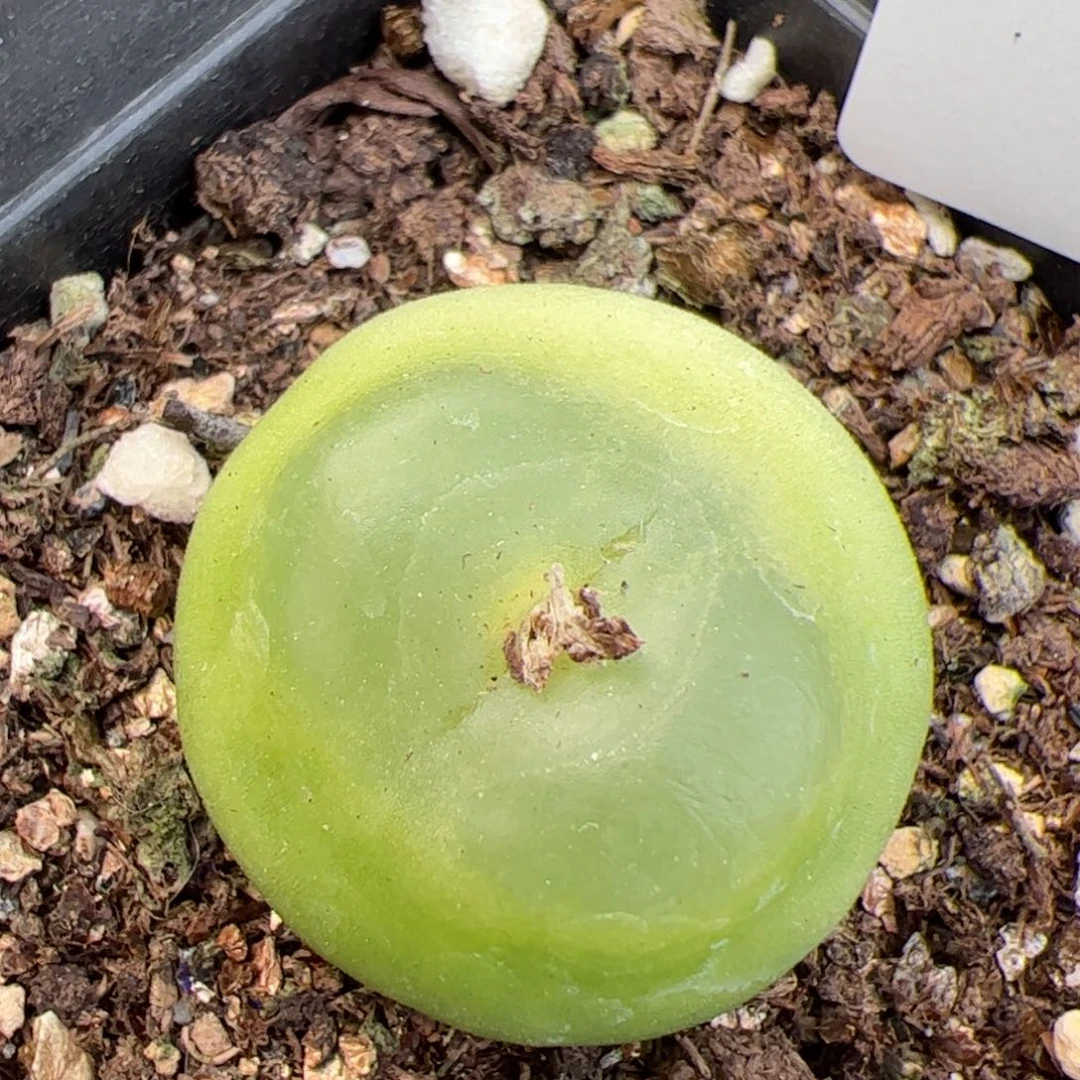 【闪购商品】151大拉登2.7福利