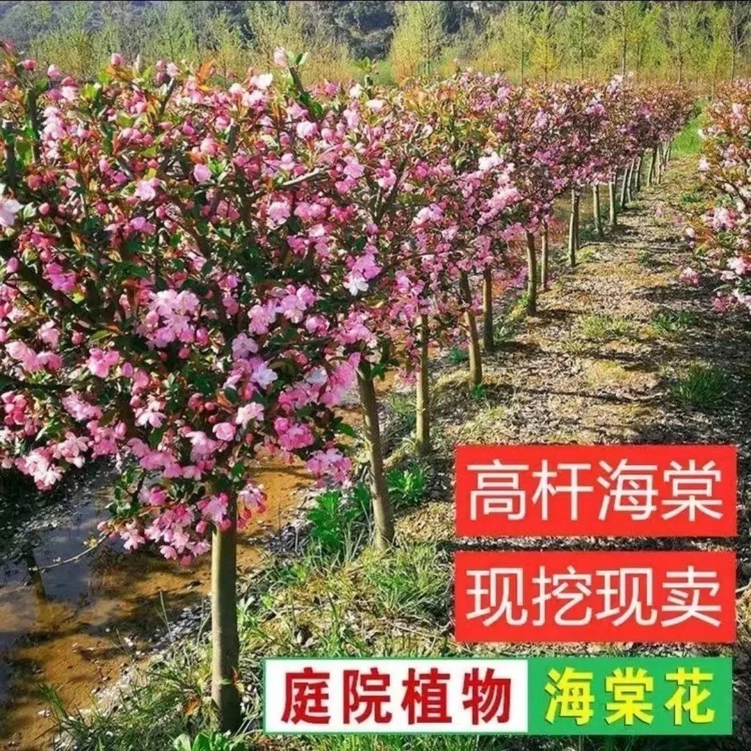 庭院地栽大型高杆海棠树苗盆栽海棠垂丝海棠花耐寒植物花北美海棠