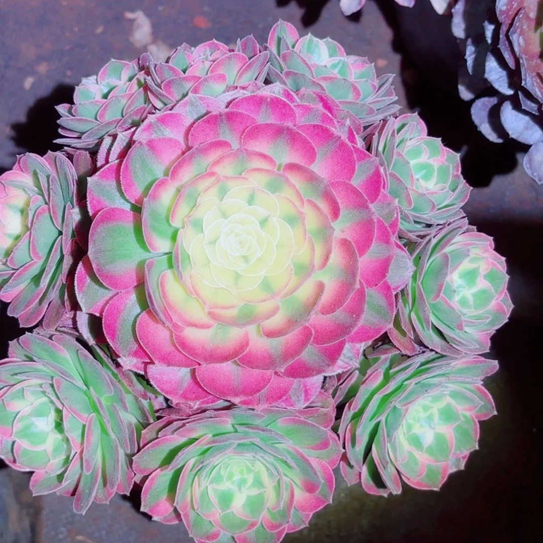 轮****子我在外面吃饭了8899