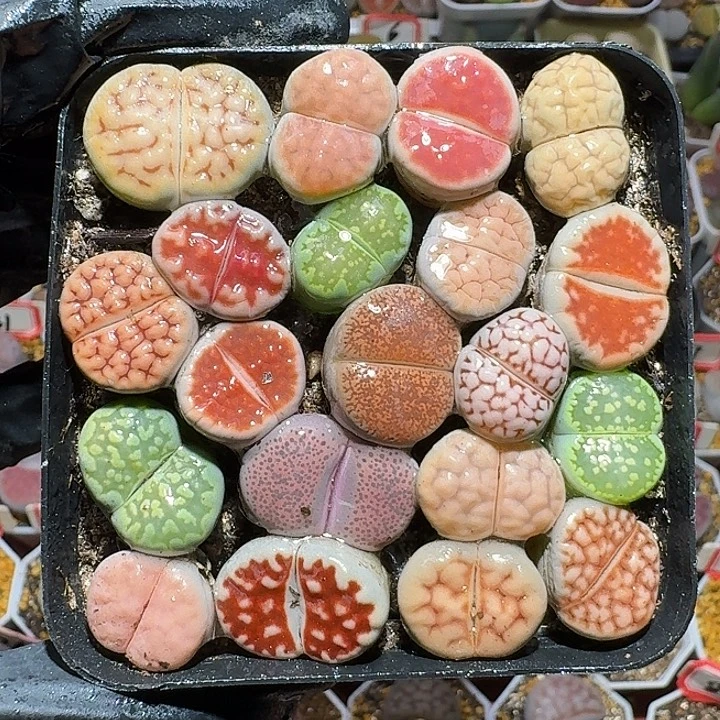 生石花1111222。 无售后。  187