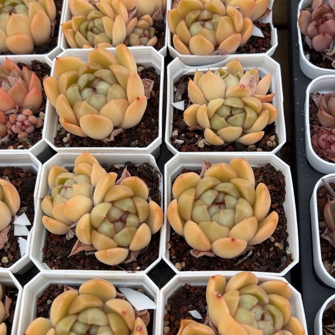 春节大福利，黄色明朗单头