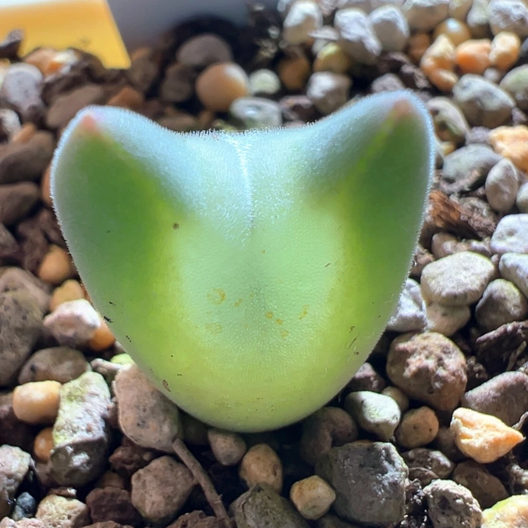 A114.  青蛙种源优选大眼空蝉母本。 尖尖耳。