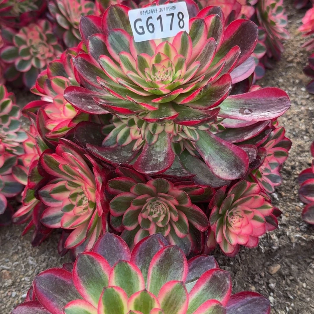 静*?6178荔枝多肉植物