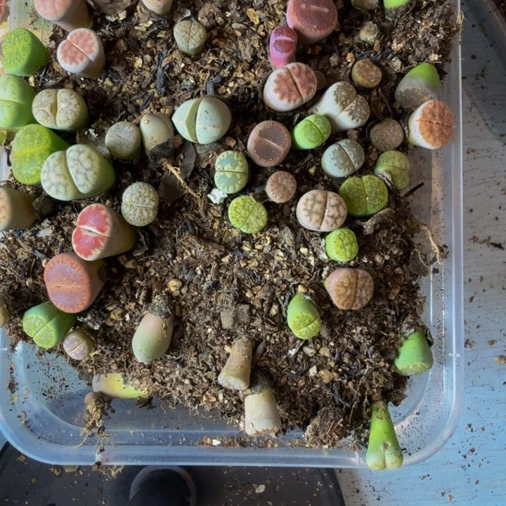 阳*多肉植物的生长发育196