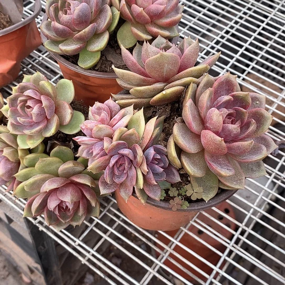 M***哥巧克力慕斯3颗定向的多肉