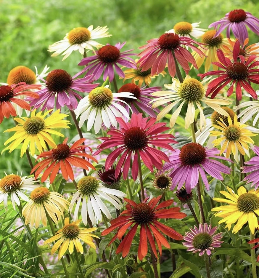 [盛情系列松果菊] 1加仑大盆 多年生耐热耐热庭院四季开花卉植物