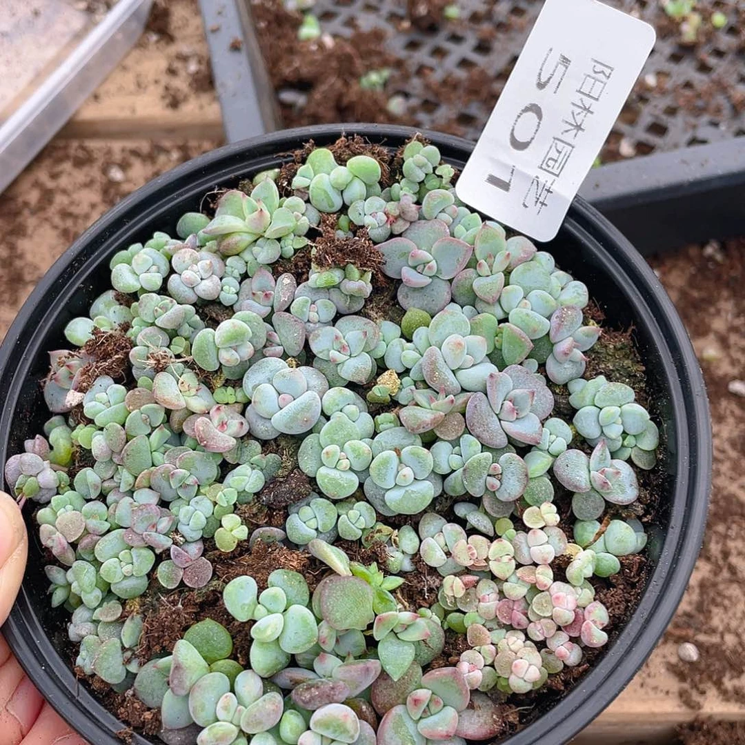 多肉植物多肉植物501