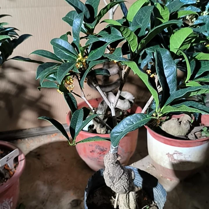 明***好完全开放八月桂朱砂