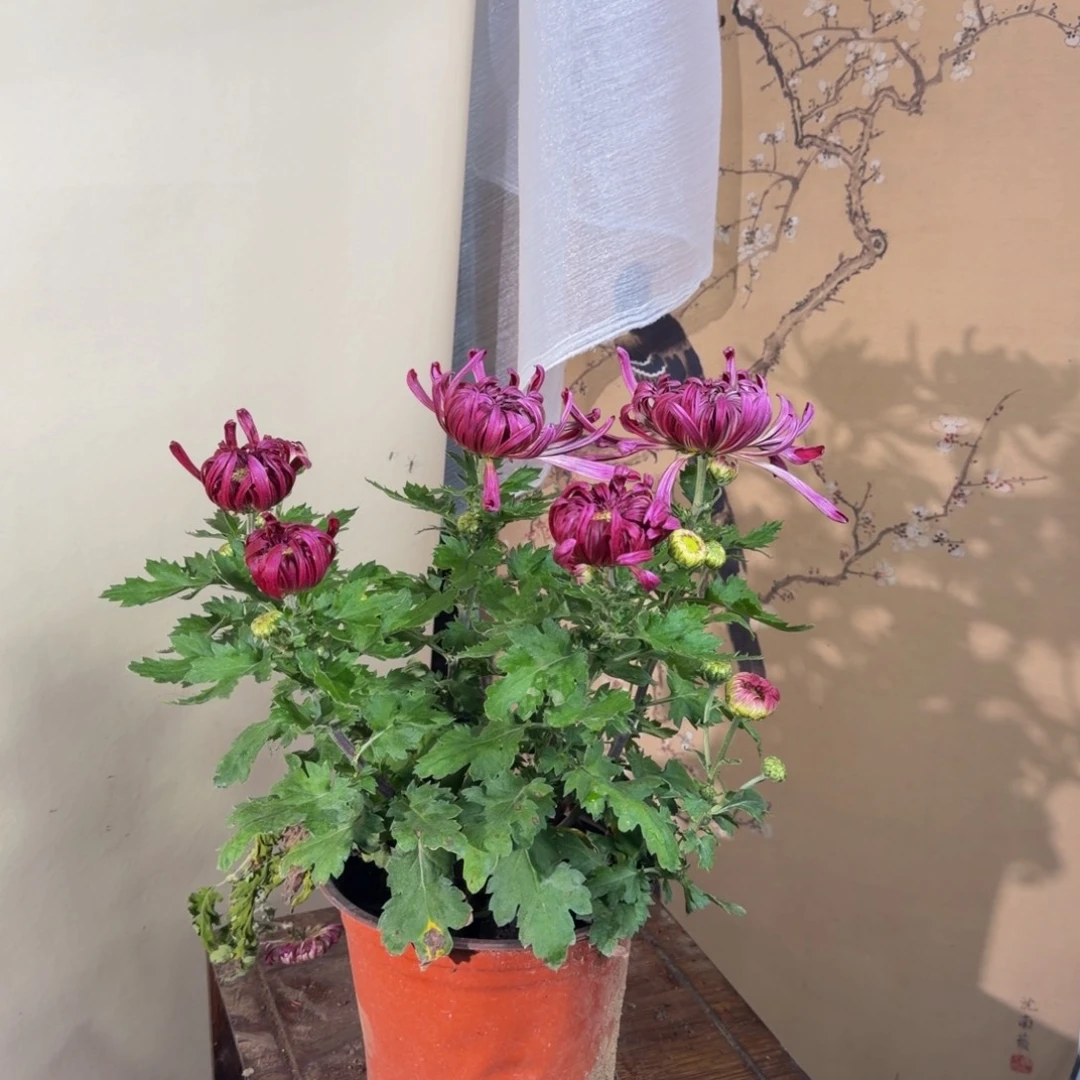 完全开放F2222222222