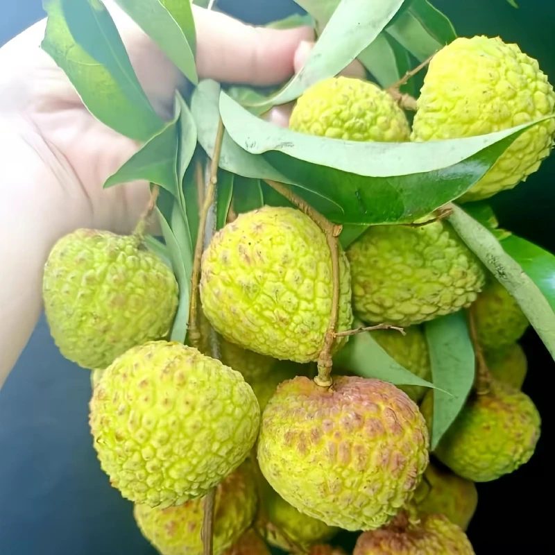 合江观音绿荔枝四川泸州现摘现发5斤装顺丰全国包邮