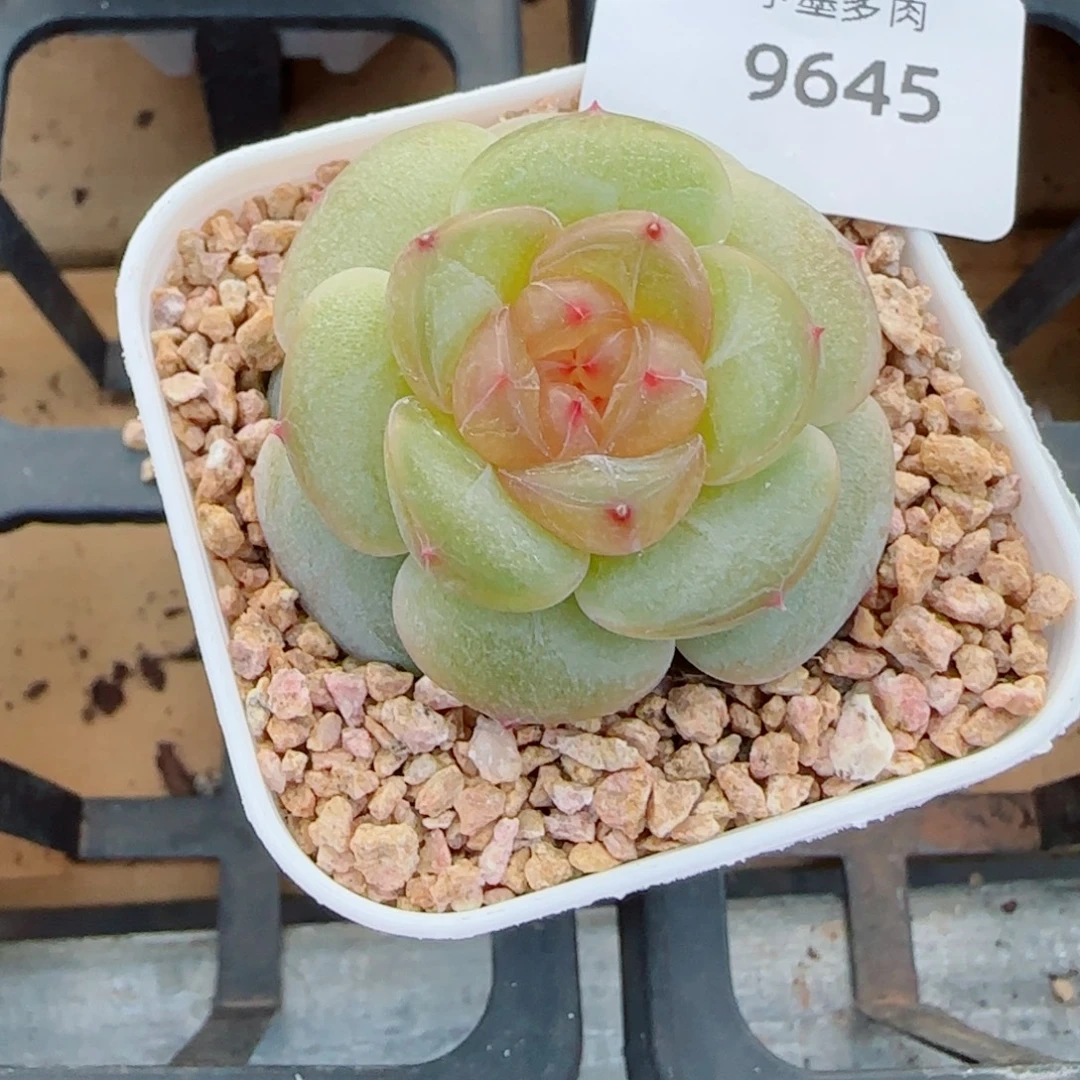 孤品珍妮，9645多肉植物