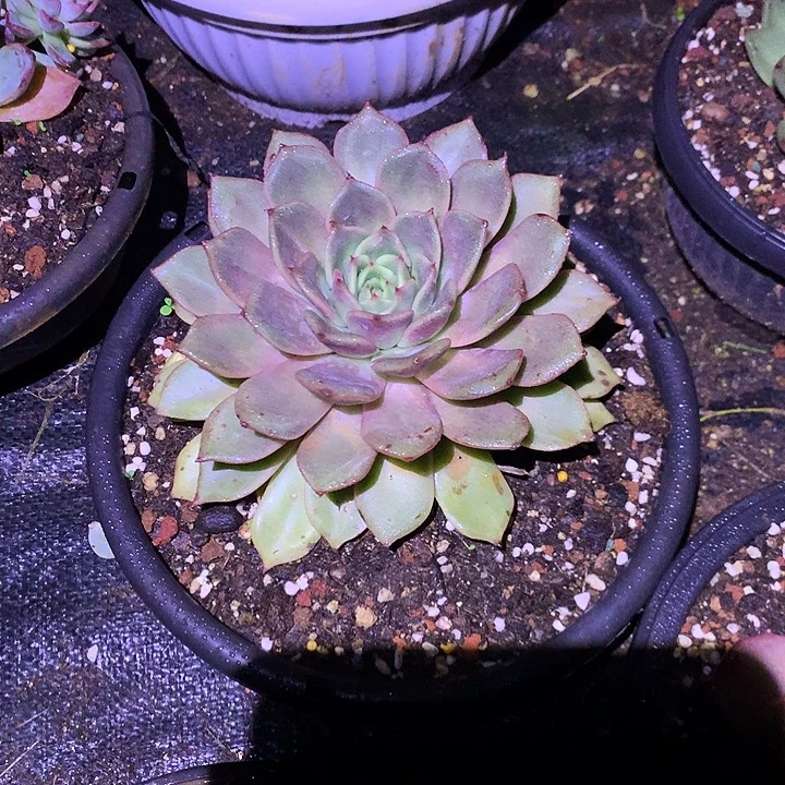 有伤特价美肉特价活动开始啦