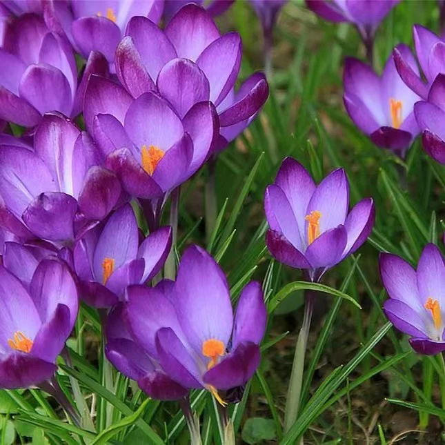 【藏红花种球】多年生庭院阳台球根花卉四季观赏植物简单四季易种植