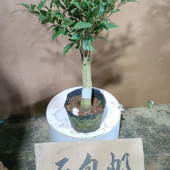 743一休，原盆原土发货，不包邮