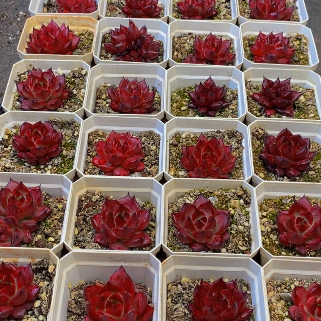 108多肉植物保护研究所所长助理研究员
