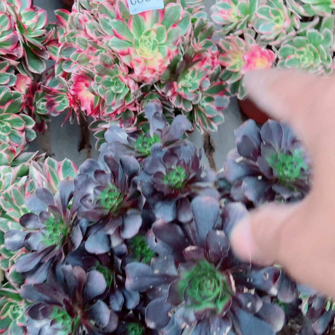 梅****604玉芙蓉多肉植物法师