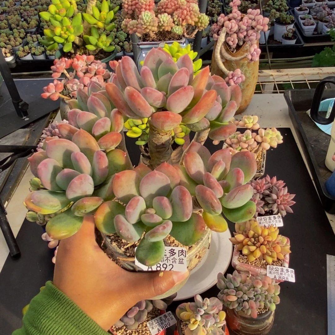 892灰姑娘多肉11c m m