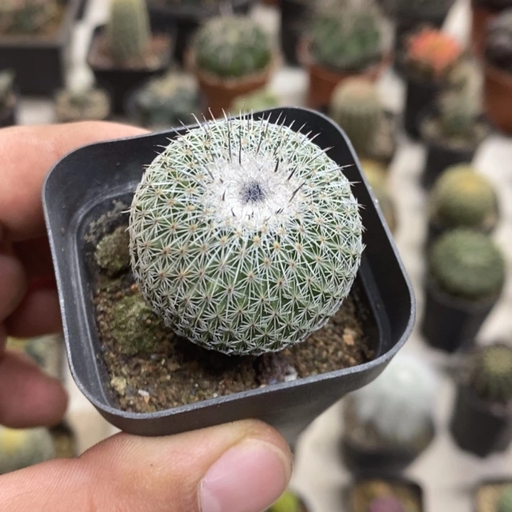 乌月丸特价福利包邮