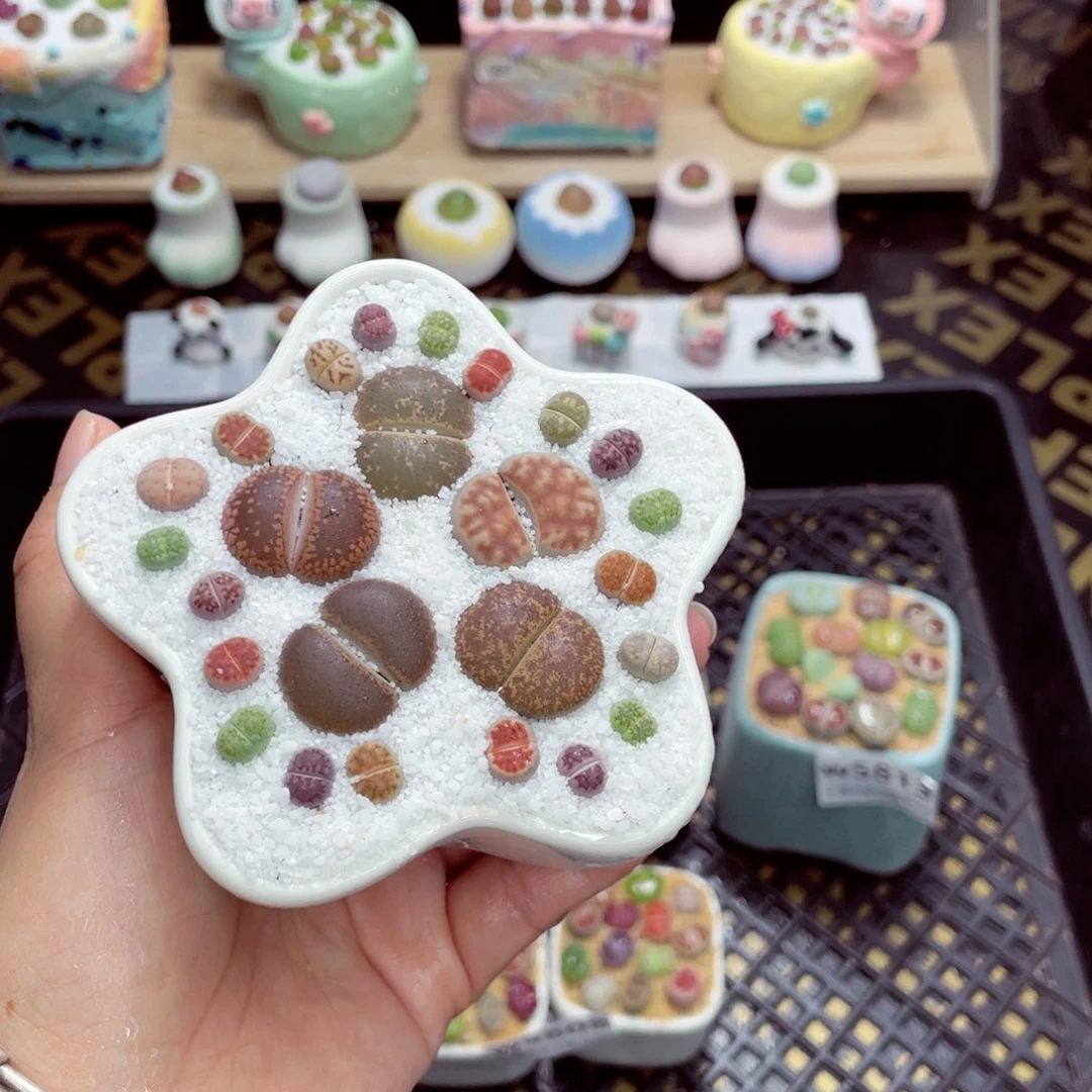 w5816 开播福利 带盆土发货一物一拍