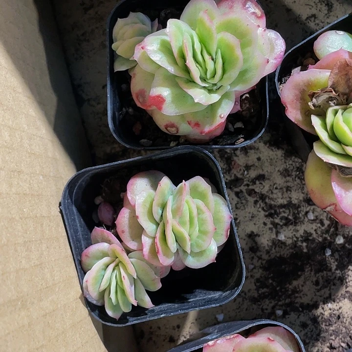 6.5方冰玫瑰锦带盆