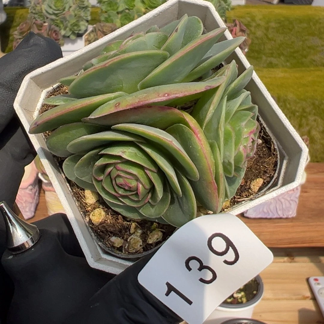 139三头禧桃群5厘米