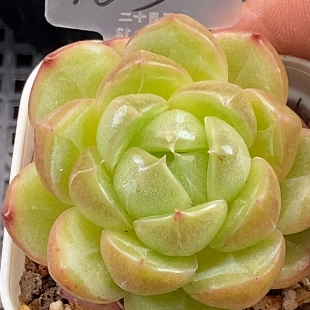 天官赐福百无禁忌