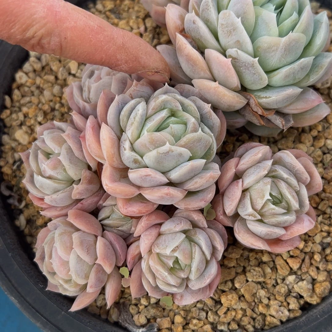 云350131-21西娜散群