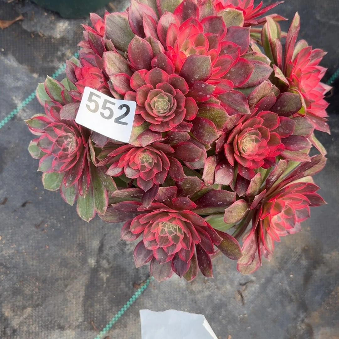 552黑魔禁多肉植物福利