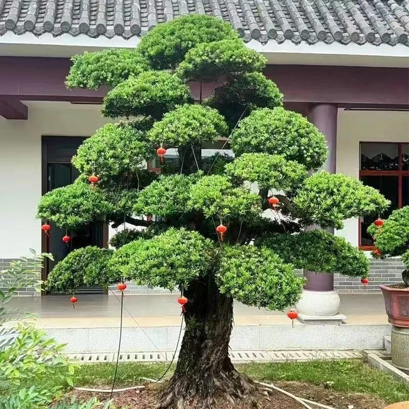 罗汉松庭院造型树四季常绿景观室内绿植地景植物