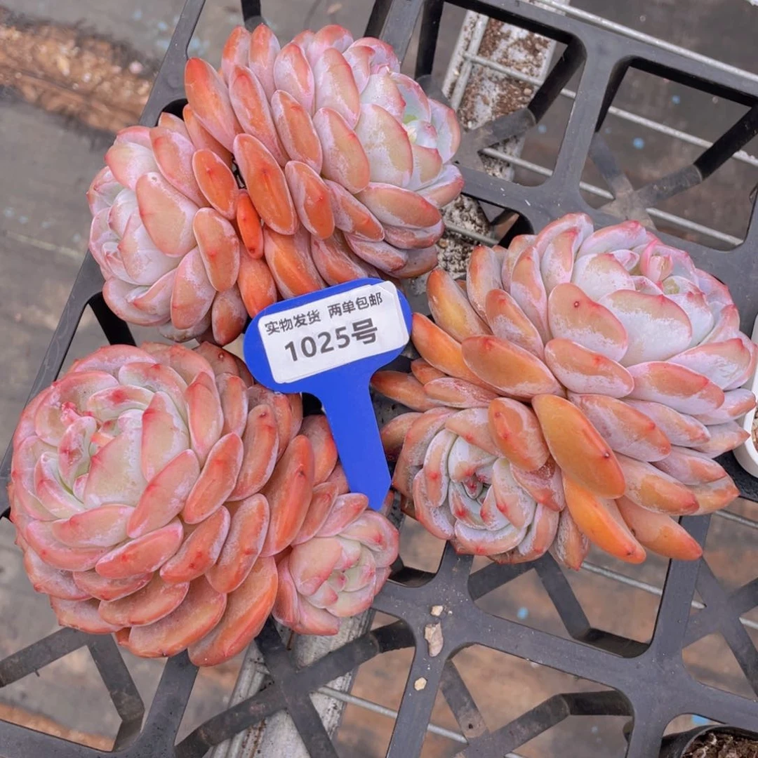 1025号石榴籽梦露双头老桩母本一个