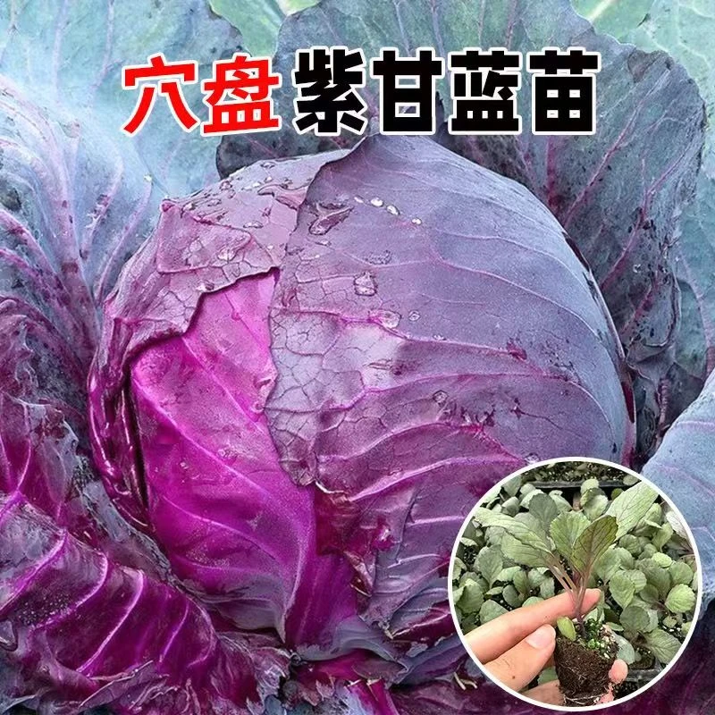 秋冬紫甘蓝种苗秧秋季阳台种菜沙拉包菜蔬菜种苗抱子甘蓝