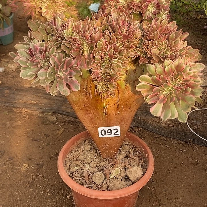 092粉女妖缀化老板子