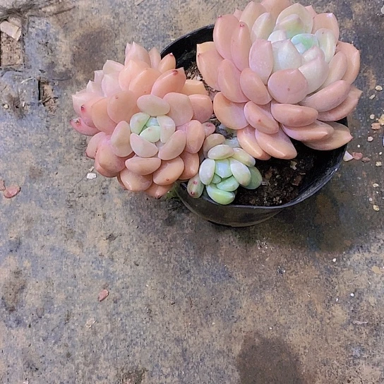 李***冰橙多肉植物群