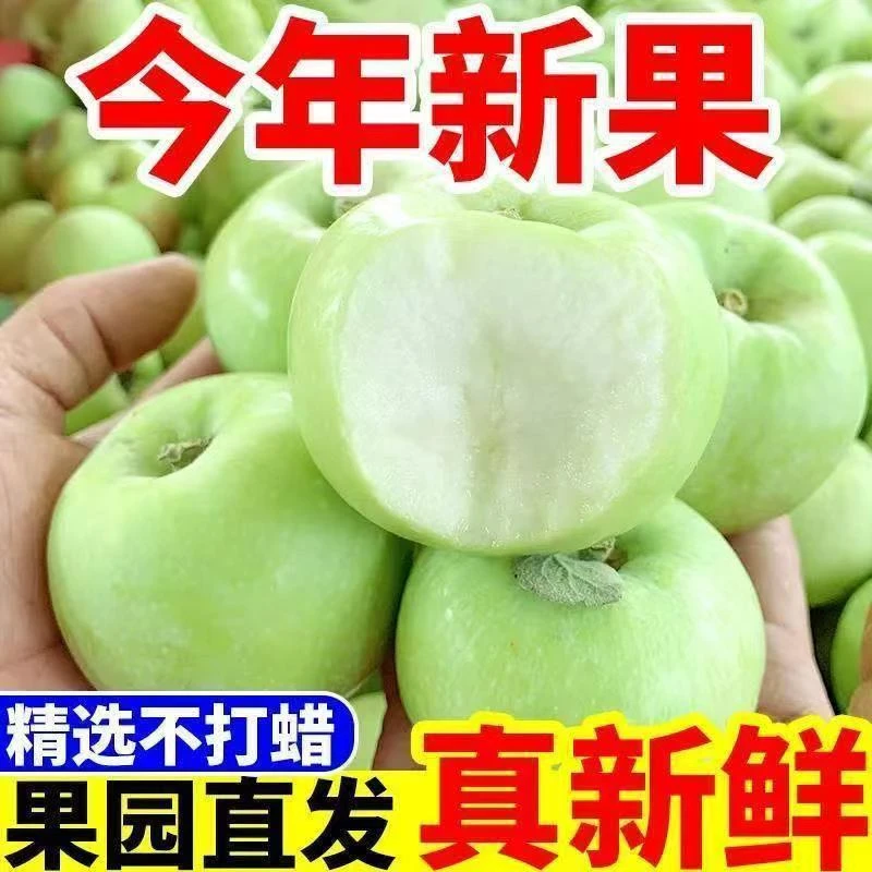 头茬现摘新鲜青苹果当季应季酸甜脆爽可口水果