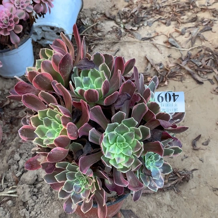 409金丝雀绣球东